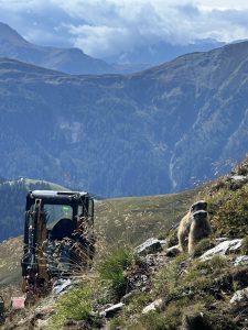 Im Vordergrund sitzt ein Murmeltier auf einem grasbewachsenen, felsigen Hügel in der Nähe eines Bergpfads, während am Hang dahinter ein kleiner Bagger parkt. Bewaldete Berge und ein bewölkter Himmel runden die malerische Aussicht ab.