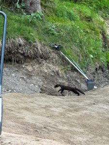 Ein dunkelbraunes Tier, möglicherweise ein Baummarder, läuft über einen Feldweg in der Nähe eines grasbewachsenen Hangs mit einem umgestürzten Rechen und einer Schaufel im Hintergrund. Am linken Bildrand ist ein Teil einer Metallkonstruktion zu sehen, die vielleicht mit der Bewegung von Mountainbikes zusammenhängt.