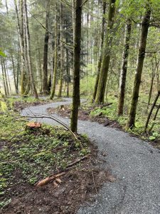 Ein gewundener Schotterweg schlängelt sich durch einen üppigen, grünen Wald mit hohen Bäumen und frischem Unterholz an einem bewölkten Tag – perfekt für eine abenteuerliche Mountainbike-Tour.