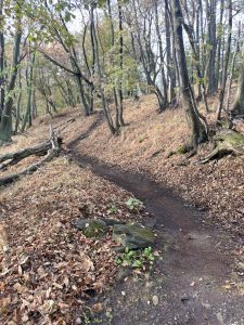 Ein schmaler Feldweg schlängelt sich bergauf durch einen Wald mit spärlichem Baumbestand – perfekt für Mountainbiker. Laub bedeckt den Boden, und zwischen den braunen Blättern und Steinen wachsen grüne Pflanzen und schaffen so eine ruhige, herbstliche Landschaft.
