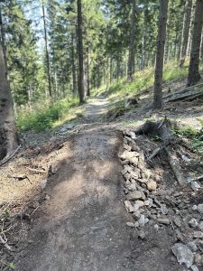 Ein Feldweg schlängelt sich durch einen sonnenbeschienenen Wald mit hohen Bäumen. Im Vordergrund bildet ein kleiner Erd- und Steinhaufen eine Rampe auf dem Weg, ideal für Mountainbiker, umgeben von Gras und Unterholz.