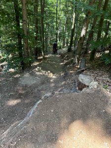 Eine unbefestigte Mountainbike-Strecke schlängelt sich bergab durch einen sonnenbeschienenen Wald. Im Vordergrund ist ein großer Sprung zu sehen, und weiter unten auf dem Weg steht zwischen hohen Bäumen eine Person mit einem Mountainbike.