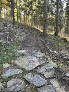 Ein schmaler Feldweg schlängelt sich durch einen Wald mit hohen Bäumen, Sonnenflecken und Felsen, die Teile des Weges säumen – eine einladende Route für ein Mountainbike-Abenteuer inmitten einer ruhigen, natürlichen Landschaft mit grünem Gras und verstreuten Blättern.