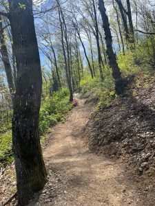 Ein Feldweg schlängelt sich bergauf durch einen Wald mit hohen Bäumen und frischem Grün. Sonnenlicht fällt durch die Äste, und weiter vorne taucht ein kleines rotes Baustellenschild auf – ein Hinweis auf neue Abenteuer für die Mountainbike-Bewegung.
