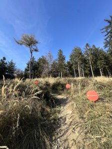 Ein steiniger Feldweg schlängelt sich durch hohes Gras unter einem klaren blauen Himmel zu einem Wald mit immergrünen Bäumen. Entlang der MTB-Strecke sind mehrere rote Rundschilder aufgestellt.