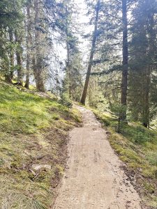 Ein Feldweg schlängelt sich durch einen sonnendurchfluteten Wald mit hohen Bäumen und grünem Gras und schafft eine friedliche Naturkulisse. Perfekt für jeden Mountainbike-Enthusiasten: Das Sonnenlicht fällt durch die Äste und wirft gesprenkelte Schatten auf den idealen MTB-Trail.