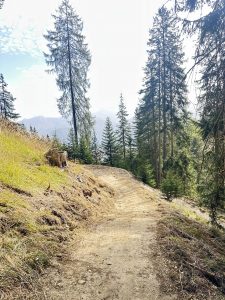 Ein Feldweg schlängelt sich bergab durch einen Wald aus hohen Kiefern. Sonnenlicht fällt durch die Äste auf den Weg, im Hintergrund sind unter einem teilweise bewölkten Himmel schwach Berge zu erkennen.