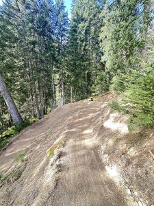 Unter einem strahlenden Himmel schlängelt sich ein Feldweg durch einen dichten Wald aus hohen immergrünen Bäumen bergauf. In der Ferne ist auf dem Weg ein Mountainbiker in einem roten Shirt zu sehen.