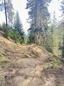 An einem sonnigen Tag schlängelt sich ein unbefestigter Wanderweg durch einen Wald aus hohen, grünen Kiefern, wobei Sonnenflecken den Weg erhellen – perfekt für ein MTB-Abenteuer oder für jeden, der sich der Mountainbike-Bewegung anschließen möchte.