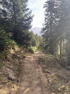 Ein Feldweg schlängelt sich durch einen Wald mit hohen immergrünen Bäumen, deren Äste von Sonnenlicht durchflutet werden. Im Hintergrund erheben sich ferne Berge unter einem leicht bewölkten Himmel – perfekt für ein entspanntes Mountainbike-Abenteuer.