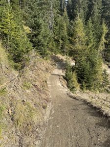 Ein schmaler Feldweg schlängelt sich durch ein Waldgebiet mit grünen Nadelbäumen und Grasflächen auf beiden Seiten, perfekt für Mountainbike-Enthusiasten bei hellem Tageslicht.