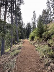 Ein Feldweg schlängelt sich bergauf durch einen Wald aus hohen Kiefern – perfekt für eine abenteuerliche Mountainbike-Tour. Grünes Gras und niedrige Sträucher säumen den Weg, und oben steht eine Holzbank, die teilweise im Schatten der Bäume steht.