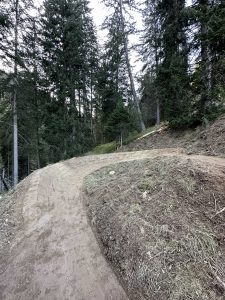 Ein Feldweg führt steil bergauf durch einen dichten Wald aus hohen immergrünen Bäumen, entlang des Weges verlaufen Grasflecken und lockere Erde.
