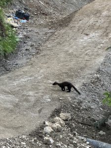 Ein dunkelhaariges Tier, möglicherweise ein Baummarder, läuft über einen Feldweg an einem felsigen Hang. Links ist Grün zu sehen, und in der oberen linken Ecke befindet sich eine schwarze Tasche mit weiteren Gegenständen, was auf die jüngste Mountainbike-Bewegung hindeutet.