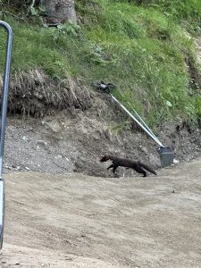 Ein dunkelfelliges Tier, vermutlich ein Marder, läuft über einen Feldweg in der Nähe eines steilen, grasbewachsenen Abhangs. Darüber liegt eine Schaufel oder ein Rechen – möglicherweise zur Instandhaltung des Mountainbike-Trails –, und am linken Rand ist ein Teil eines Fahrzeugs zu sehen.