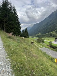 Ein grasbewachsener Hang mit grasenden Schafen, links von Kiefern gesäumt. Ein Schotterweg, ideal für Mountainbike-Abenteuer, schlängelt sich unter leicht bewölktem Himmel durch das grüne Tal, vorbei an kleinen Häusern und bewaldeten Bergen.