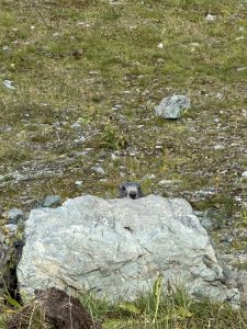 Ein Murmeltier streckt seinen Kopf über einen großen grauen Felsen am Wegesrand in einem grasbewachsenen, felsigen Feld und verschmilzt mit seiner Umgebung – ein herrlicher Anblick für jeden Mountainbike-Enthusiasten.