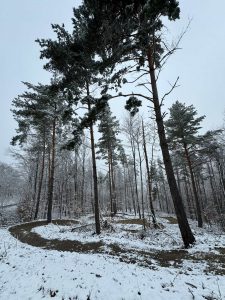Hohe Kiefern ragen über einen schneebedeckten Wald, durch den sich an einem bewölkten Wintertag ein gewundener Pfad schlängelt.