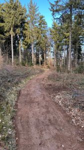 Ein Feldweg schlängelt sich unter einem klaren blauen Himmel durch einen Wald mit hohen immergrünen Bäumen und spärlichem Unterholz und lädt Mountainbiker zum Erkunden ein.