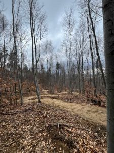 Ein Feldweg schlängelt sich durch einen laubbedeckten Wald mit hohen, kahlen Bäumen unter einem bewölkten Himmel, der an Spätherbst oder frühen Winter erinnert – eine friedliche Umgebung, die zum stillen Nachdenken oder zu Mountainbike-Abenteuern einlädt.